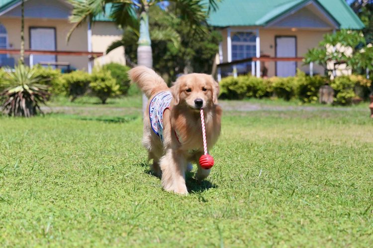 黃金獵犬狗狗正在玩耐咬玩具球