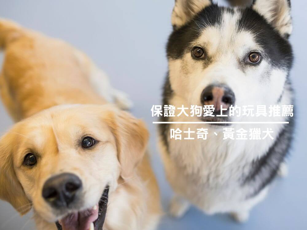 保證大狗愛上的玩具推薦：哈士奇、黃金獵犬