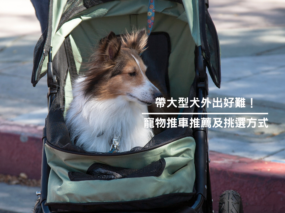 帶大型犬外出好難！寵物推車推薦及挑選方式