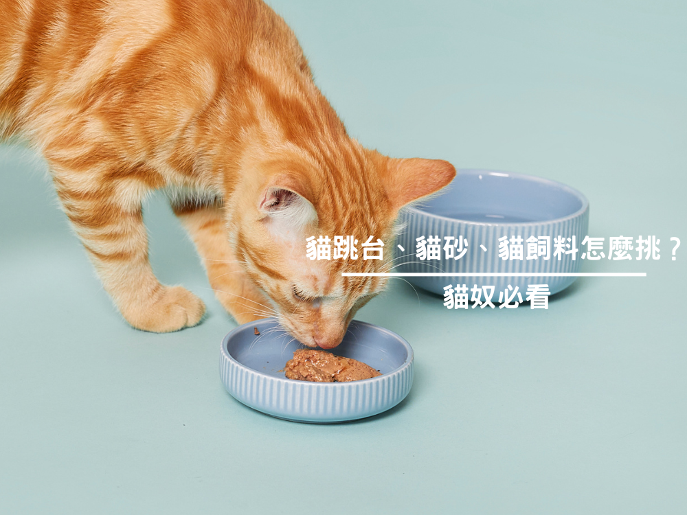 貓跳台、貓砂、貓飼料怎麼挑？貓奴必看