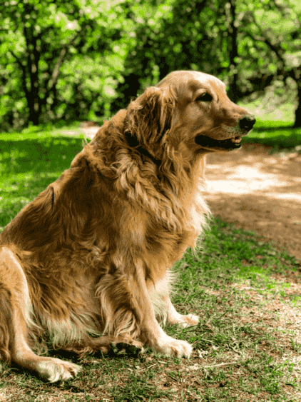 黃金獵犬 中暑