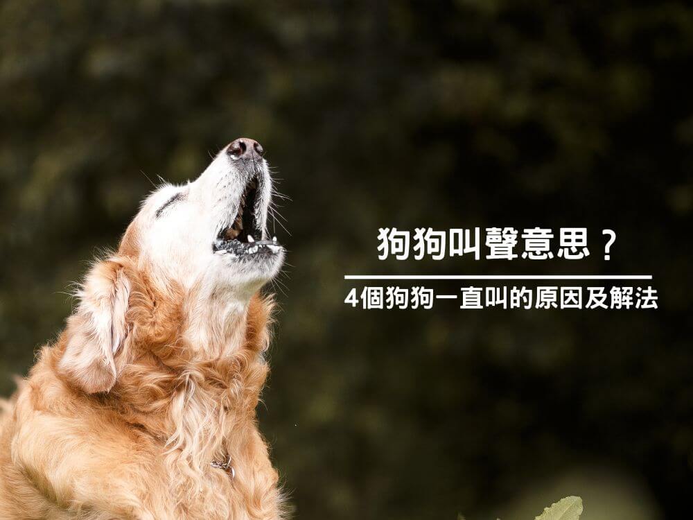 狗狗叫聲意思？4個狗狗一直叫的原因及解法