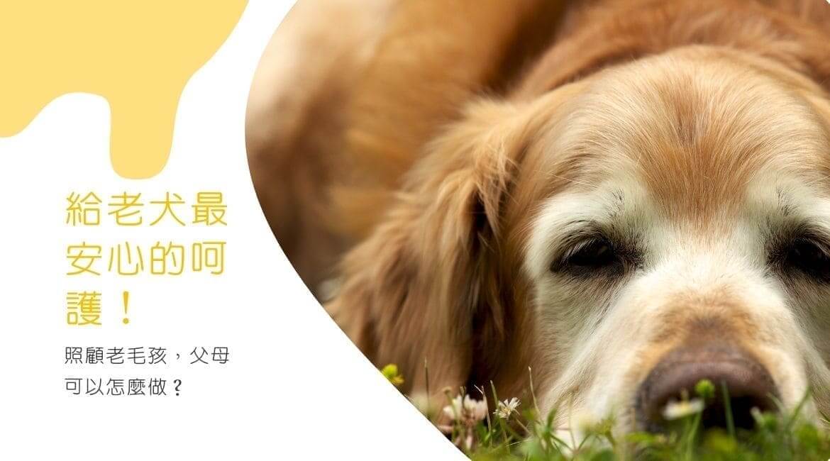 給老犬最安心的呵護！照顧老毛孩可以怎麼做