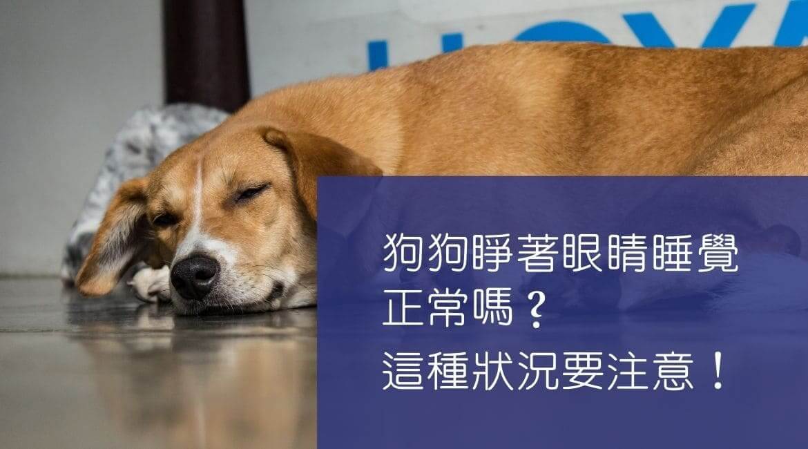 狗狗睜著眼睛睡覺正常嗎？這種狀況要注意！