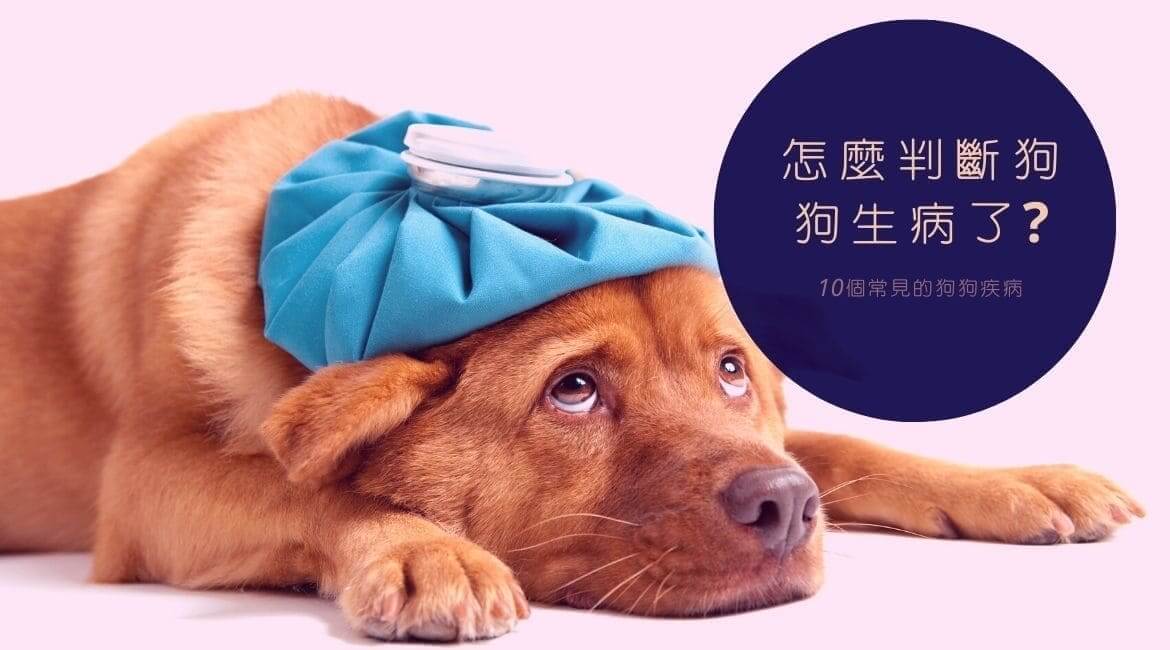 怎麼判斷狗狗生病了?10個常見的狗狗疾病