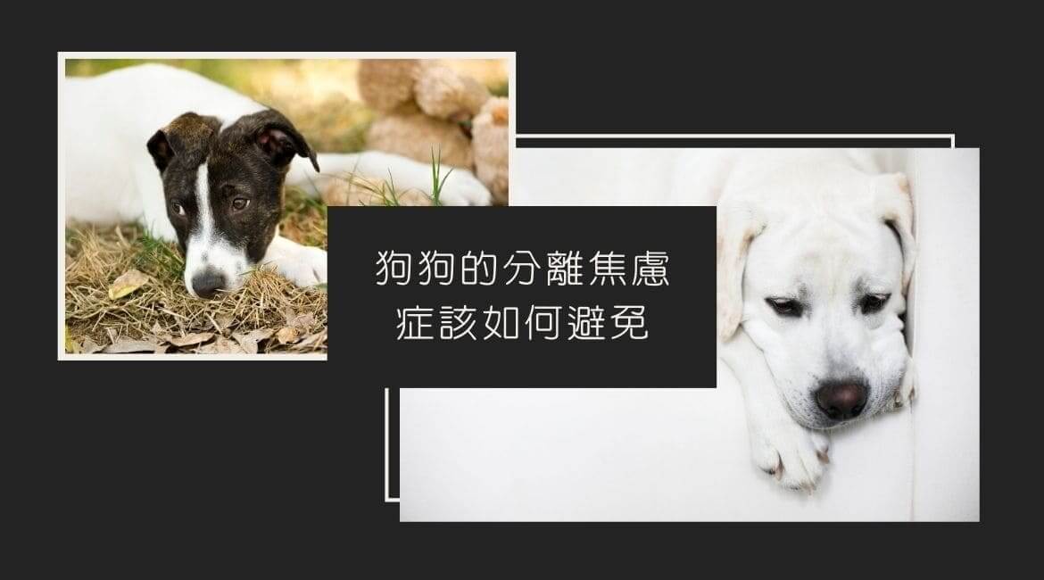 狗狗分離焦慮不再是問題，一次學會有效對策