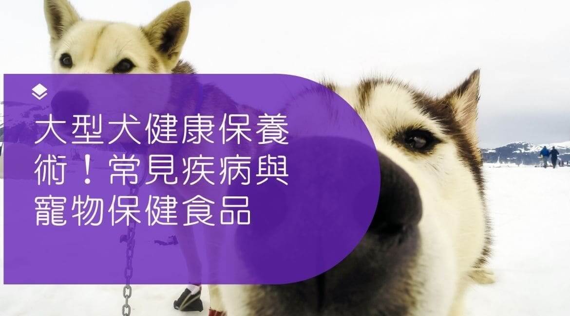 大型犬健康保養術！常見疾病與寵物保健食品