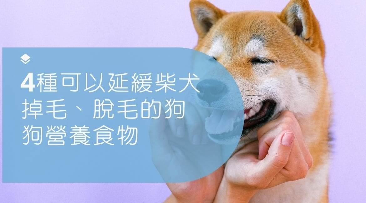 4種延緩柴犬掉毛的狗狗營養食物