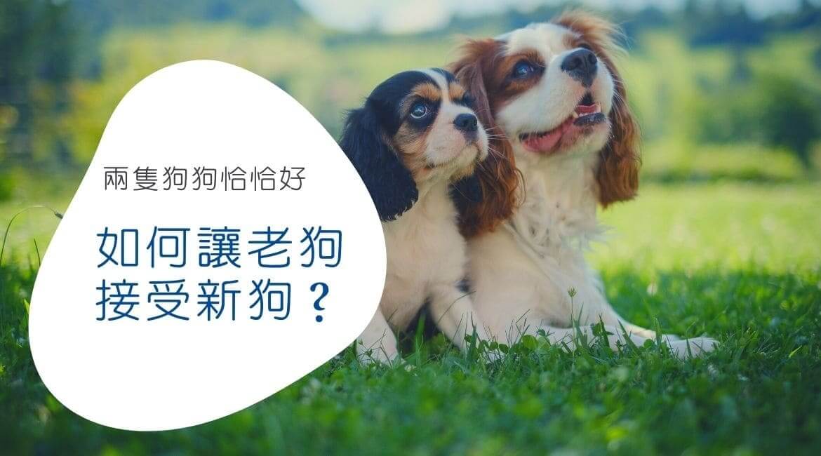 如何讓老狗接受新狗？養第二隻狗該注意的事