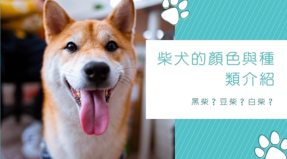 黑柴？豆柴？白柴？柴犬的顏色與種類介紹