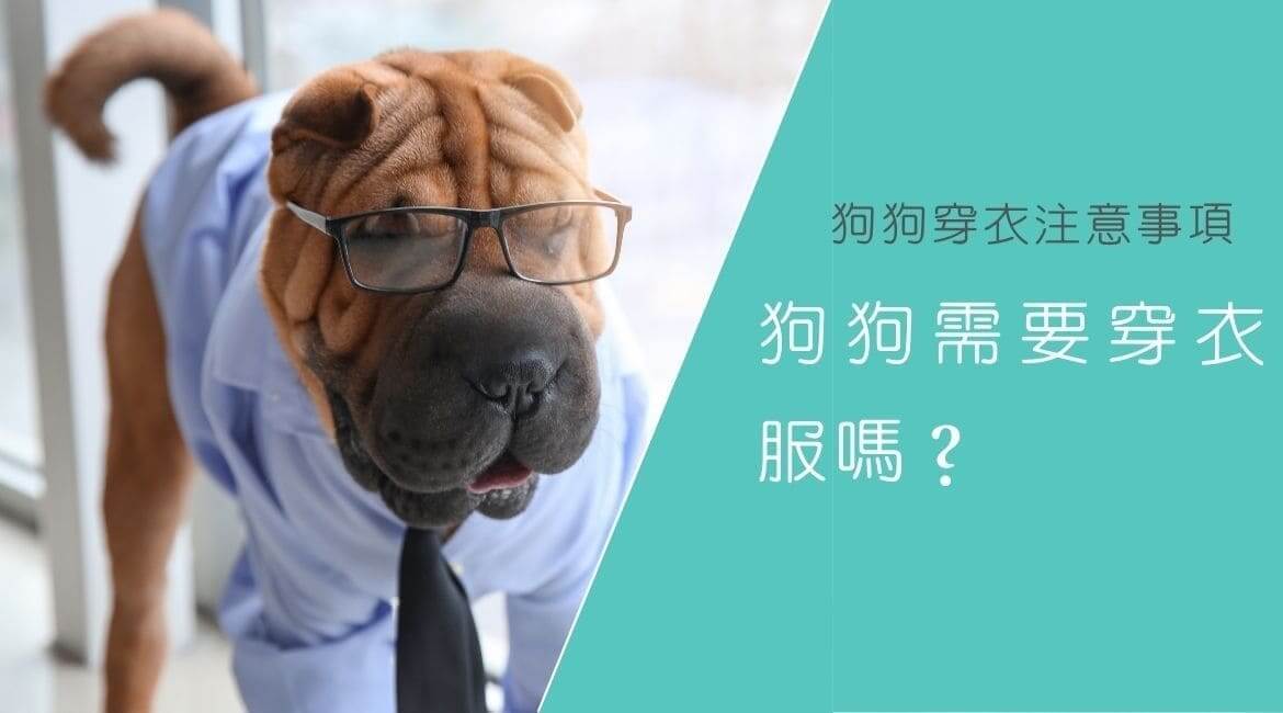 狗狗需要穿衣服嗎？狗狗穿衣的注意事項