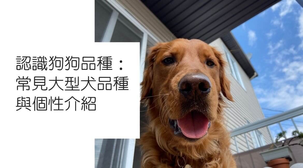 認識狗狗品種：常見大型犬品種與個性介紹