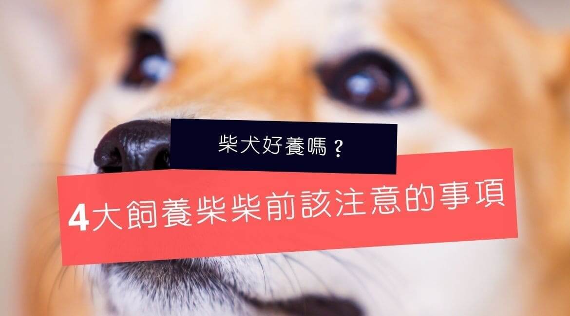 柴犬好養嗎？4大飼養柴柴前該注意的事項