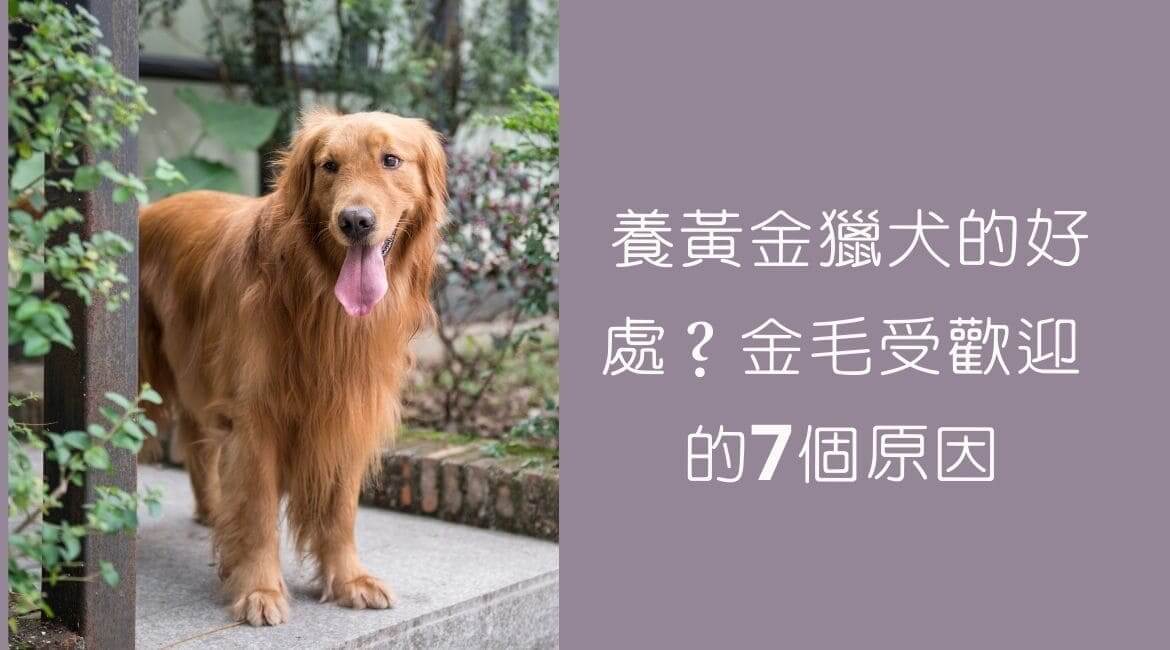 養黃金獵犬的好處？金毛受歡迎的7個原因