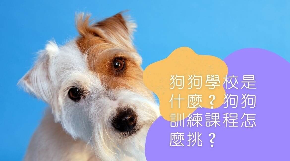 狗狗學校選擇指南：如何找到最適合你的訓練