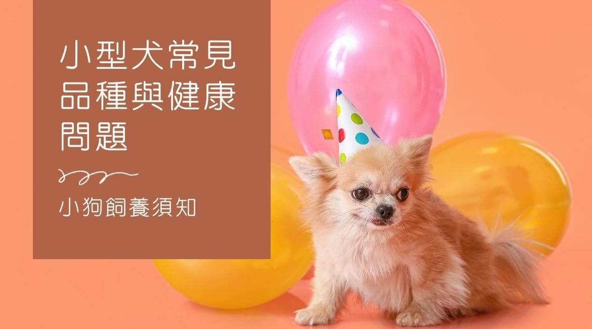 小狗飼養須知：小型犬常見品種與健康問題