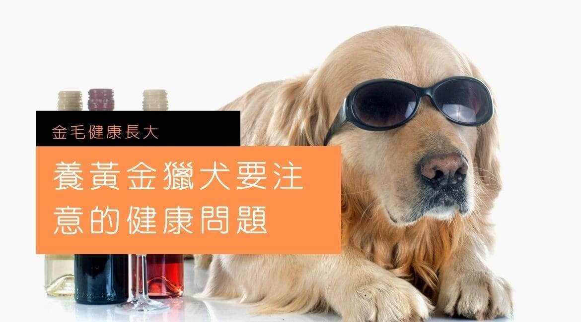 金毛健康長大：養黃金獵犬要注意的健康問題