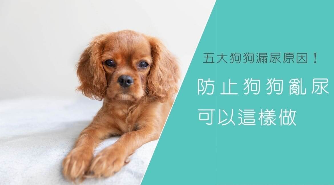 五大狗狗漏尿原因！防止狗狗亂尿可以這樣做