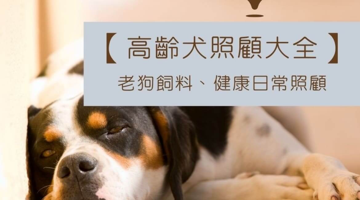 【高齡犬照顧大全】老狗日常照顧