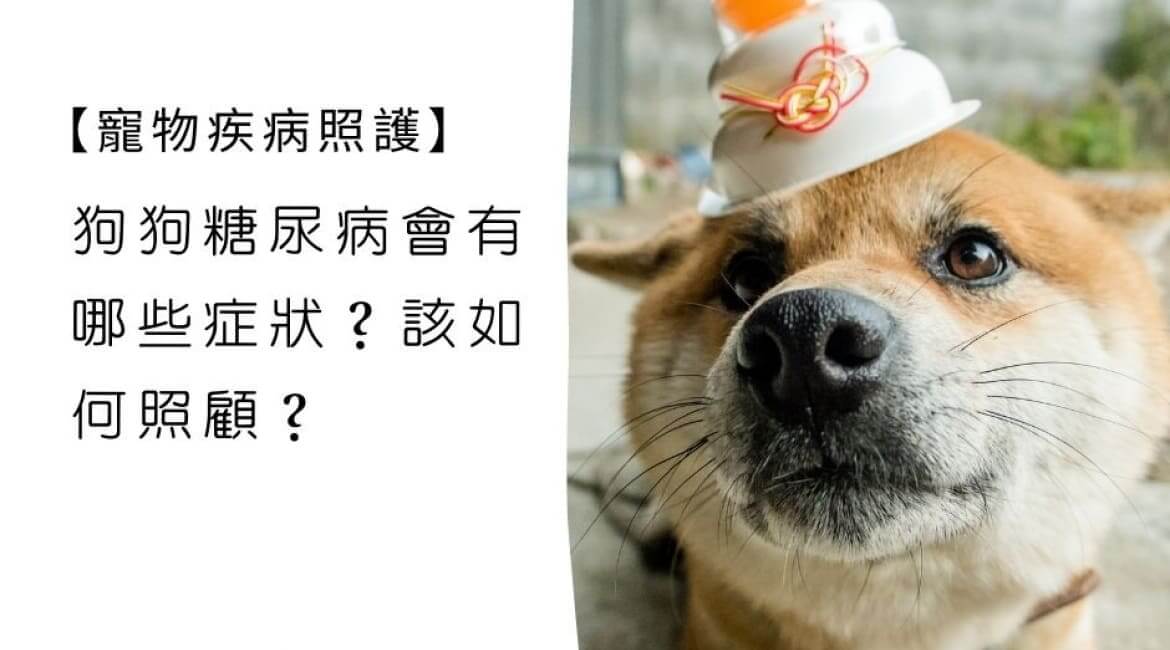 糖尿病犬照顧指南，讓你的寶貝健康無憂！