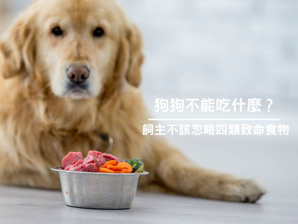 狗狗不能吃什麼？飼主不該忽略四類致命食物