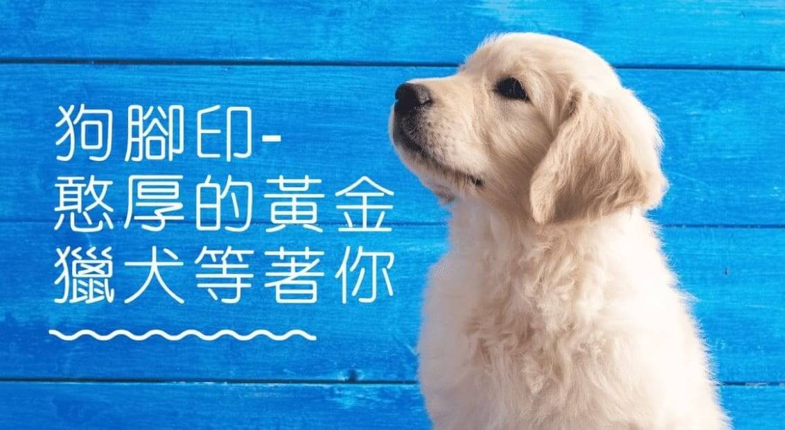 領養狗狗條件