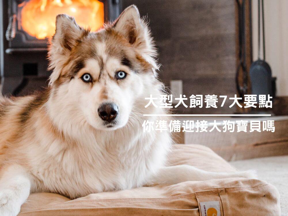 大型犬飼養7大要點！你準備迎接大狗寶貝嗎