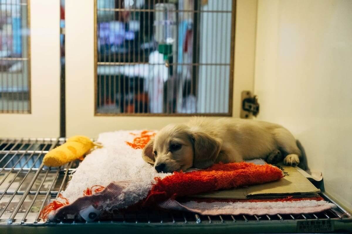 住院環境也是飼主在將狗狗交給動物醫院前一定要注意的環節。