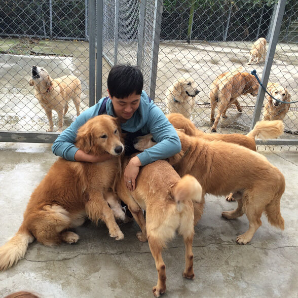 黃金獵犬