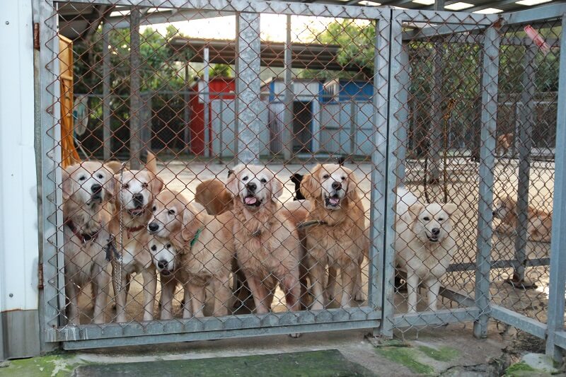 黃金獵犬