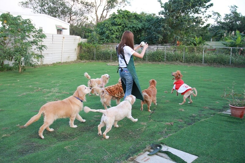 黃金獵犬