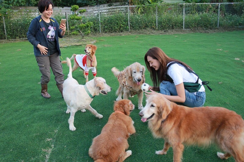 黃金獵犬