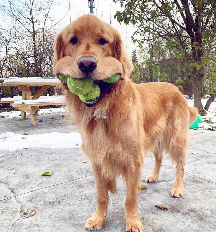 黃金獵犬