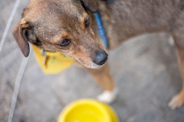 台北動物保護處志工