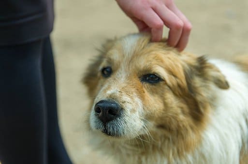 台灣流浪犬