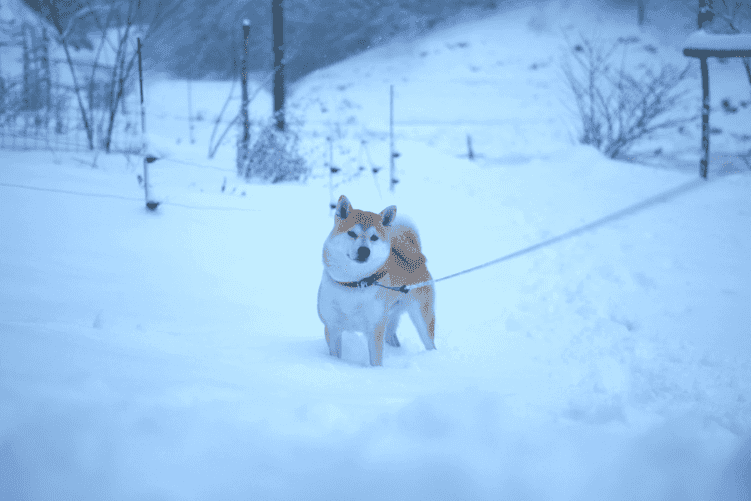 柴犬 疾病