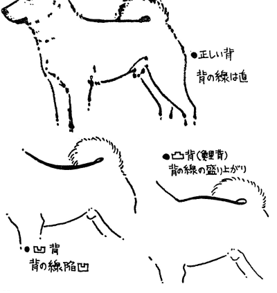 柴犬 外觀