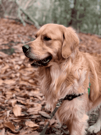 黃金獵犬