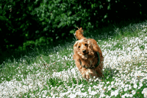 可卡犬