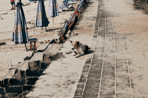 流浪動物之家