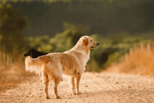 黃金獵犬 腫瘤