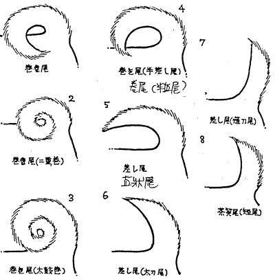 柴犬 尾巴