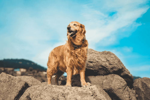 黃金獵犬