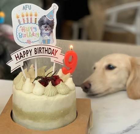 狗狗生日蛋糕