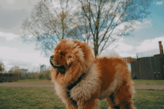 鬆獅犬容易有睫毛倒插的問題，嚴重需要開刀治療