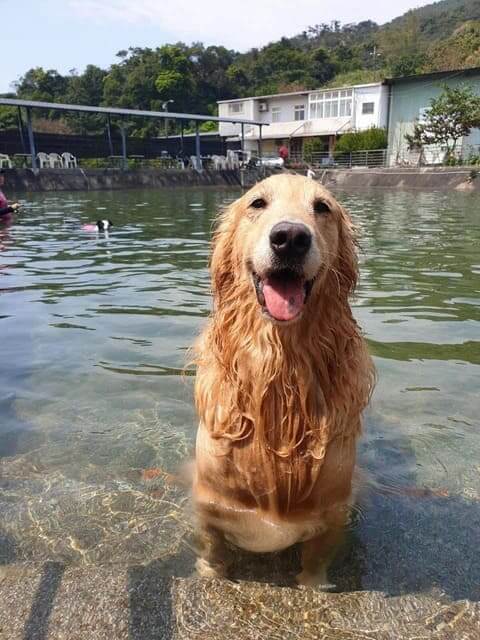 愛狗夢樂園