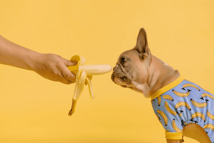 狗狗不吃飼料