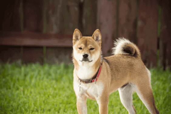 秋田犬容易出現胃扭轉的狀況，要特別注意不宜暴飲暴食。