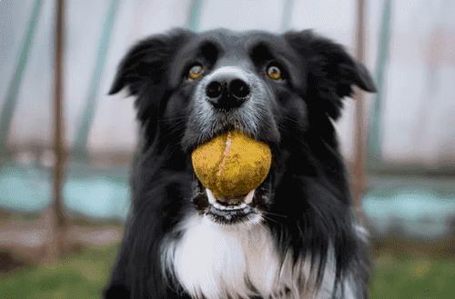 邊境牧羊犬