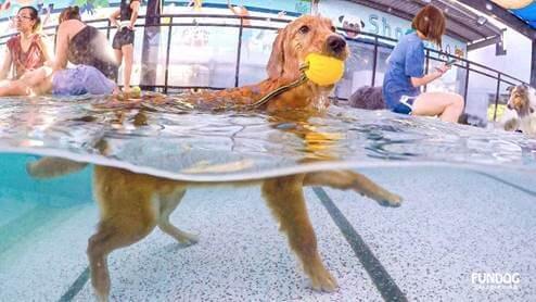 FunDog 狗狗泳池會館